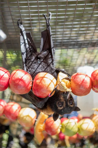 Cute furry flying fox, bat is feeding on a fruit, apples hanging on the cage in a bat hospital, sanctuary in Australia. Sunny weather