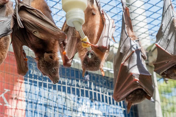 Χαριτωμένες Τριχωτές Ιπτάμενες Αλεπούδες Νυχτερίδες Ταΐζουν Γάλα Από Ένα Μπουκάλι Εικόνα Αρχείου