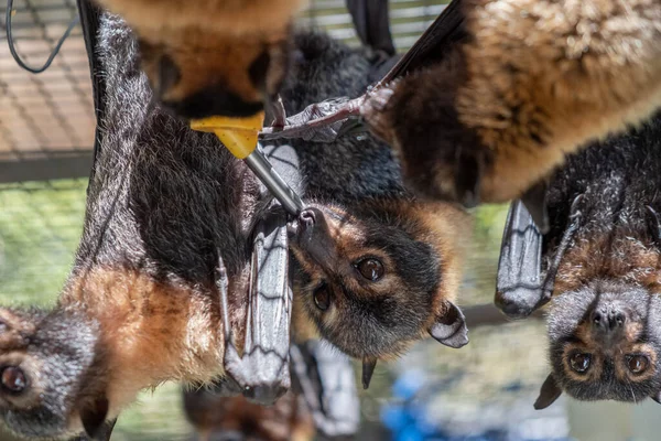 Χαριτωμένο Γούνινο Ιπτάμενη Αλεπού Νυχτερίδα Τρέφει Γάλα Από Ένα Μπουκάλι Εικόνα Αρχείου