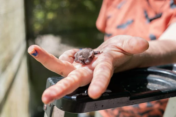 Mulher Segurando Pequeno Morcego Peludo Bonito Voando Raposa Sua Mão Imagem De Stock