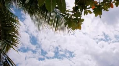 Tropikal ada Fiji, palmiye ağaçlarının altındaki manzarayı kapat rüzgarda yavaşça hareket et, güneşli mavi gökyüzünde beyaz bulutlar, dinlendirici atmosfer