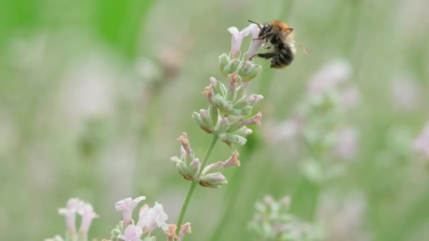 Närbild Ett Flygande Honungsbi Solig Sommardag Samlar Nektar Och Pollen — Stockvideo
