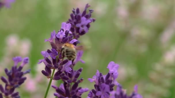 Zbliżenie Latającej Pszczoły Miodnej Słoneczny Letni Dzień Zbieram Nektar Pyłek — Wideo stockowe