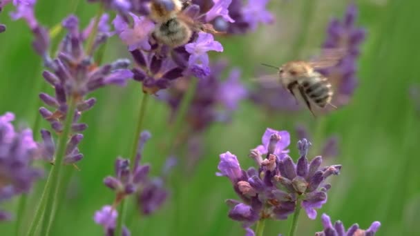 Närbild Två Flygande Honungsbin Solig Sommardag Samlar Nektar Och Pollen — Stockvideo