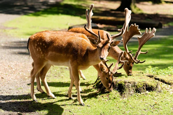 Stock image Several red deer are grazing on a meadow in the forest. Sunny summer day.