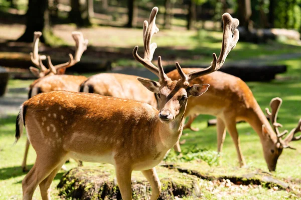 Stock image Several deer are grazing on a meadow in the forest. Sunny summer day.