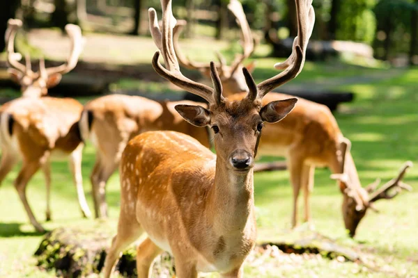 stock image Several red deer in the forest