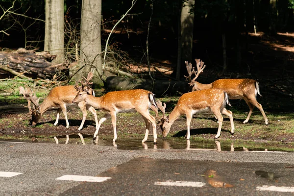 Several deer are walking along the road in the forest. Sunny summer day.