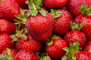 Olgun çileklerin kırmızı arkaplanı. Kapat, üst görünüm.