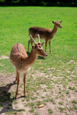Bahar otlağındaki bir geyik. Doğal ortamdaki vahşi yaşam..
