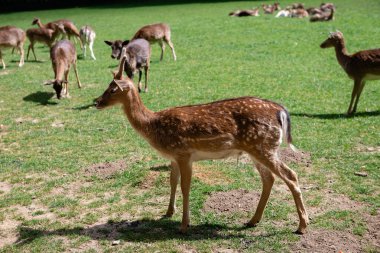 Genç bir geyik çimenlerde yürüyor. Bir geyik çayırda otluyor..