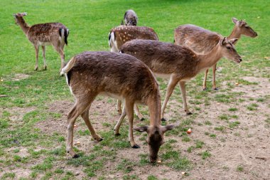 Bir grup genç geyik çimenlerde yürüyor. Bir geyik çayırda otluyor..