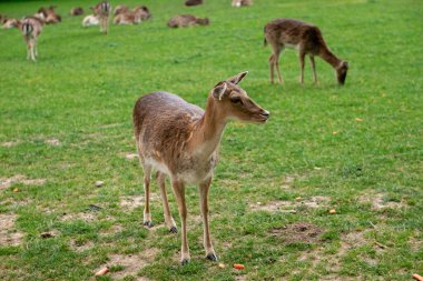 Genç bir geyik çimenlerde yürüyor. Bir geyik çayırda otluyor..
