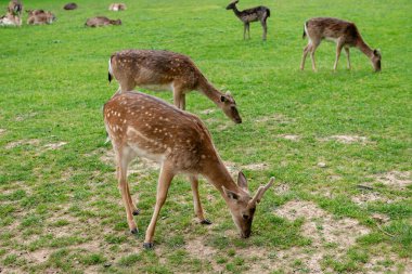 Genç geyikler açık alanda ot yerler. Geyik çayırda otluyor..