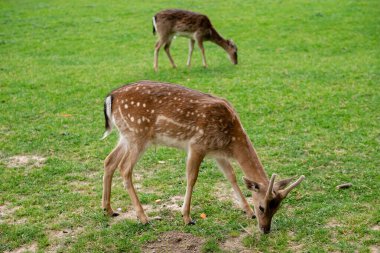 Genç geyikler açık alanda ot yerler. Geyik çayırda otluyor..