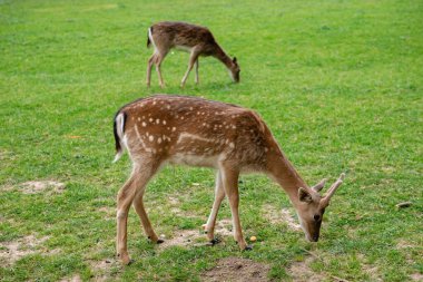 Genç geyikler açık alanda ot yerler. Geyik çayırda otluyor..