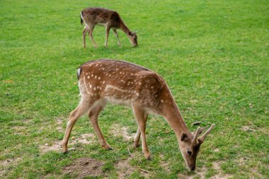 Genç geyikler açık alanda ot yerler. Geyik çayırda otluyor..