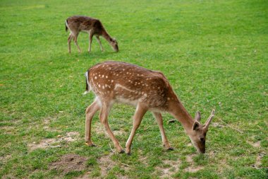 Genç geyikler açık alanda ot yerler. Geyik çayırda otluyor..