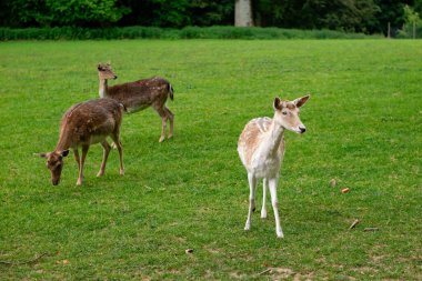 Genç bir geyik çimenlerde yürüyor. Bir geyik çayırda otluyor..