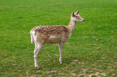 Genç bir geyik çimenlerde yürüyor. Bir geyik çayırda otluyor..