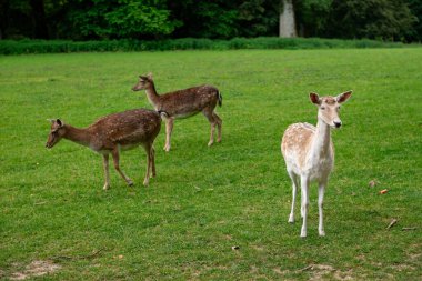 Genç bir geyik çimenlerde yürüyor. Bir geyik çayırda otluyor..