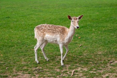 Genç bir geyik çimenlerde yürüyor. Bir geyik çayırda otluyor..