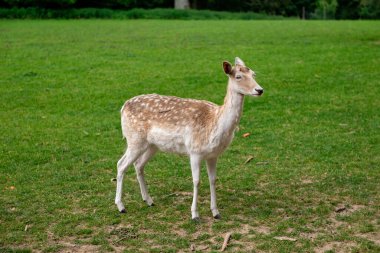 Genç bir geyik çimenlerde yürüyor. Bir geyik çayırda otluyor..