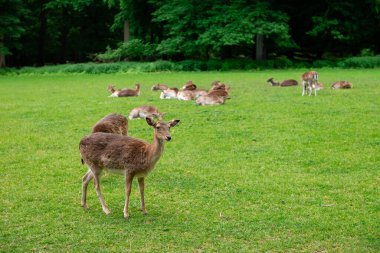Genç bir geyik çimenlerde yürüyor. Bir geyik çayırda otluyor..