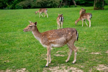 Genç bir geyik çimenlerde yürüyor. Bir geyik çayırda otluyor..