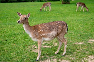 Genç bir geyik çimenlerde yürüyor. Bir geyik çayırda otluyor..