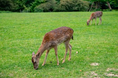 Genç geyikler açık alanda ot yerler. Geyik çayırda otluyor..