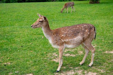 Genç bir geyik çimenlerde yürüyor. Bir geyik çayırda otluyor..