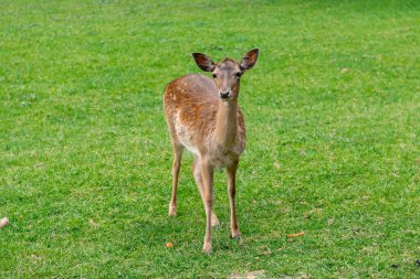 Genç bir geyik çimenlerde yürüyor. Bir geyik çayırda otluyor..