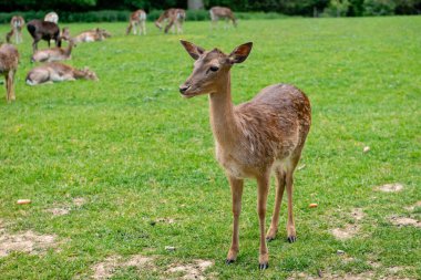 Genç bir geyik çimenlerde yürüyor. Bir geyik çayırda otluyor..