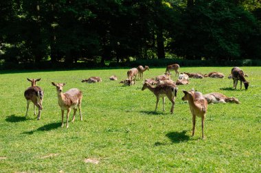 Bir grup genç geyik çimenlerde yürüyor. Bir geyik çayırda otluyor..