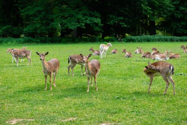Bir grup genç geyik çimenlerde yürüyor. Bir geyik çayırda otluyor..