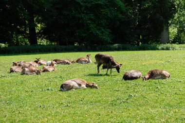 Bir grup genç geyik çimenlerde yürüyor. Bir geyik çayırda otluyor..