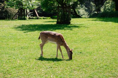 Genç geyikler açık alanda ot yerler. Geyik çayırda otluyor..