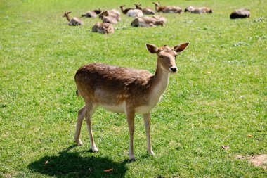 Genç bir geyik çimenlerde yürüyor. Bir geyik çayırda otluyor..