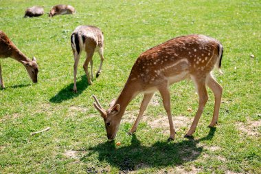 Genç geyikler açık alanda ot yerler. Geyik çayırda otluyor..