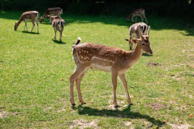 Genç bir geyik çimenlerde yürüyor. Bir geyik çayırda otluyor.