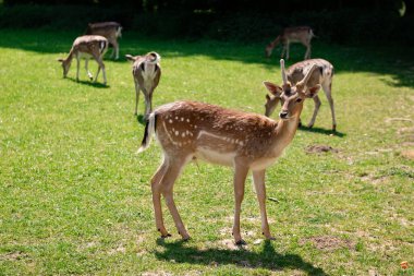 Genç bir geyik çimenlerde yürüyor. Bir geyik çayırda otluyor..