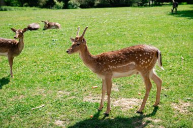 Genç bir geyik çimenlerde yürüyor. Bir geyik çayırda otluyor..