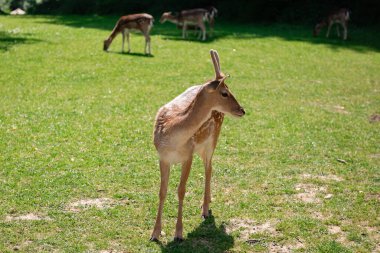 Genç bir geyik çimenlerde yürüyor. Bir geyik çayırda otluyor..