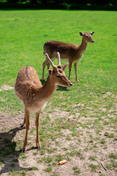 Bahar otlağındaki bir geyik. Doğal ortamdaki vahşi yaşam..