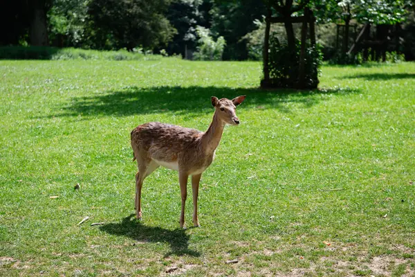 Yaban geyiği baharda çayırlarda huzur içinde otluyor..