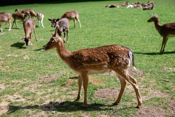 Genç bir geyik çimenlerde yürüyor. Bir geyik çayırda otluyor..