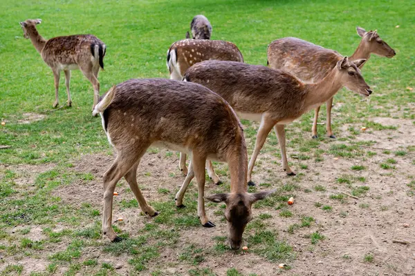 Bir grup genç geyik çimenlerde yürüyor. Bir geyik çayırda otluyor..