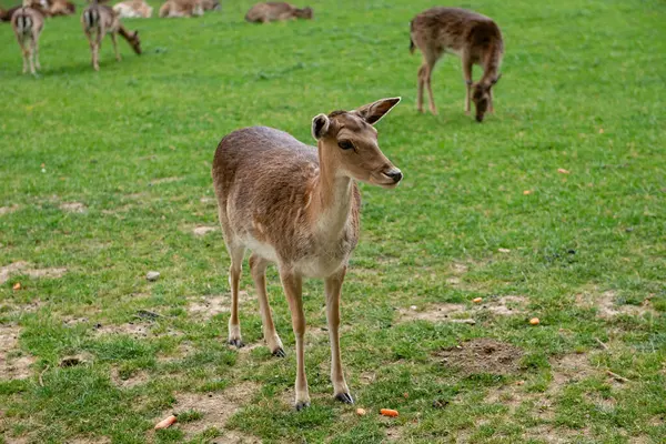 Genç bir geyik çimenlerde yürüyor. Bir geyik çayırda otluyor..