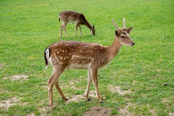 Genç bir geyik çimenlerde yürüyor. Bir geyik çayırda otluyor..